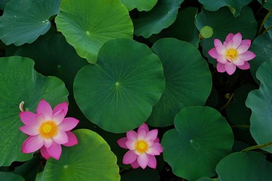 a top view of the blossom of beautiful pink lotus flowers and leaves in the pond
