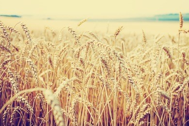 beautiful yellow wheat field in vintage style, autumnal nature, countryside, crop cultivation, dry rye stems, harvest season, healthy nutrition concept