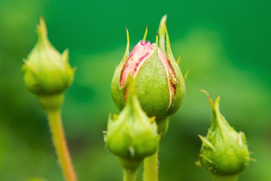 closed bud of a red young rose about to open. next to it are three more closed green buds. smudged green background. young closed roses in the garden