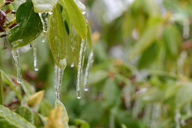 a close-up shot of some frozen leaves 