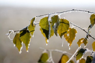 horizontal close-up view of a birch tree branch with withering yellow-green frozen leaves covered with snow