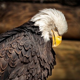 a closeup image of a bald eagle perched and fluffing her feathers as she stares back at the camera. the eyes of raptors are a marvel of nature. 