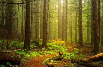 misty forest path landscape view