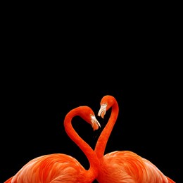2 orange flamingos and black background