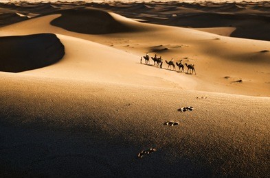 silhouettes of camel caravan travelling in sahara desert in morocco