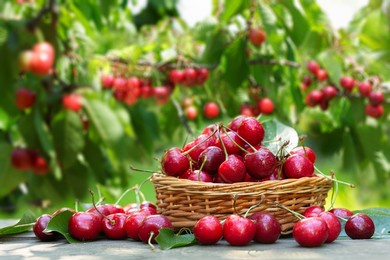 basket of fresh ripe cherries on a wooden table in a garden