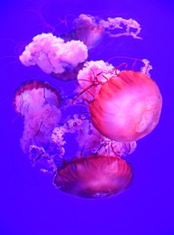 neon jelly fish at the ripley aquarium in toronto canada