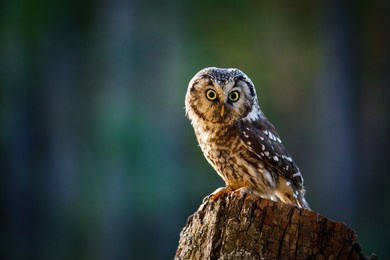 owl at sunrise. boreal owl, aegolius funereus, perched on decayed trunk. typical small owl with big yellow eyes in first morning sun rays. animal known as tengmalm's owl. wildlife, waking up nature.