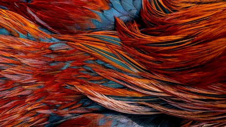 bright dark indian rooster (seval erkul) feathers close up view.