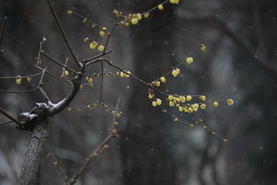 this is snow and plum blossoms in full bloom.