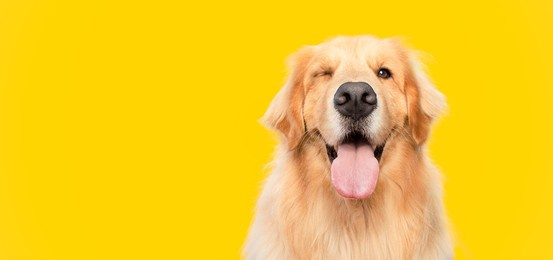 happy smiling golden retriever dog blinking eye yellow background studio shot