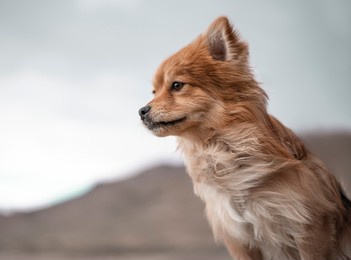 close-up portrait of a cute pomeranian dog. funny brown dog staring at the horizon, playing in nature. love pet concept