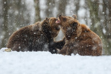 close-up two angry brown bear fight in winter forest. danger animal in nature habitat. big mammal. wildlife scene