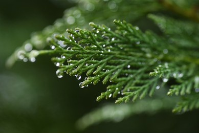 leyland cypress. cupressaceae evergreen conifer.
it grows fast and is used for hedges. 