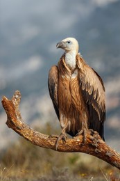 griffon vulture (gyps fulvus) young
