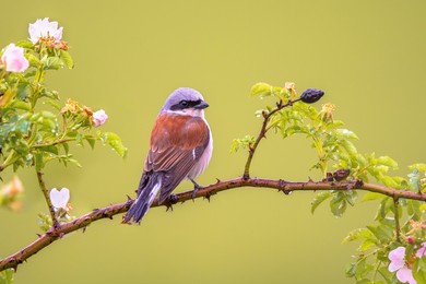 red-backed shrike (lanius collurio) perched on branch with flowers. this is a carnivorous passerine bird and member of the shrike family laniidae. wildlife scene of nature in europe.