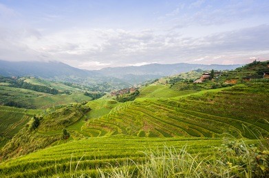 rice terraces in neighborhood pingxiang village...
