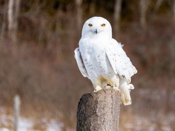  snowy owl perched on a post