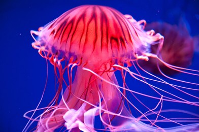 red jellyfish on water background. swirling in water.