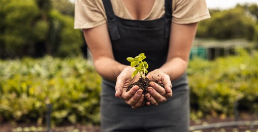 unrecognizable woman holding a green seedling growing in soil. anonymous female organic farmer protecting a young plant in her garden. sustainable female farmer planting a sapling on her farm.