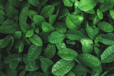 art abstract spring background natural green leaf with rain drop after the storm at rainforest. leaves green background with rain drop. top view of green leaf in the garden. fat lay.
