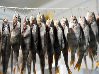 small river fish, salted for future use, are dried on a rope in a rural house. winter season, home drying. natural dried river fish.dried striped bass.