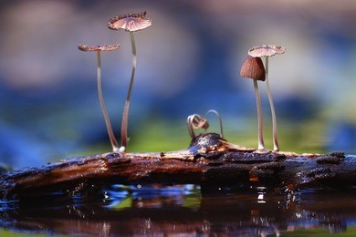 small mushrooms toadstools macro poisonous