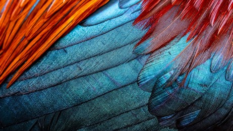 rooster feathers. indian rooster bright color feathers.