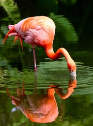 beautiful orange flamingo reflected in the pond