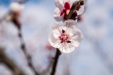 details of the pistils and stamens of an apricot flower