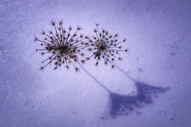 star-shaped dried wild carrot plant flowers on the purple-colored snow field 