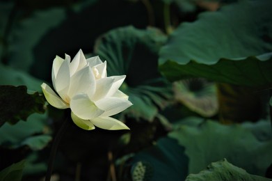 lotus flower blomming in the early morning sunlight.