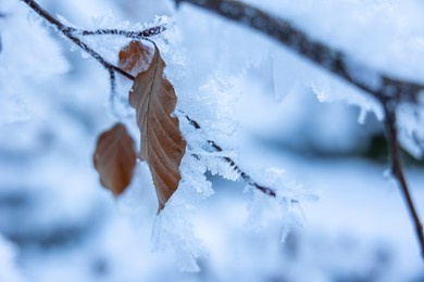a selective focus shot of a dried frozen leaf on a tree branch