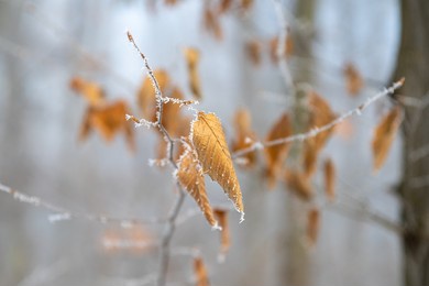 a close-up shot of dry frozen leaves on a branch 