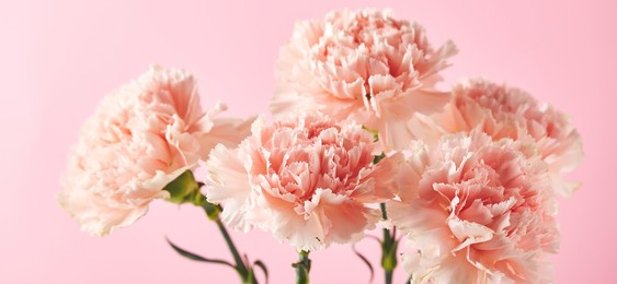 bouquet of pink carnations. design concept of holiday greeting with carnation bouquet on pink background.