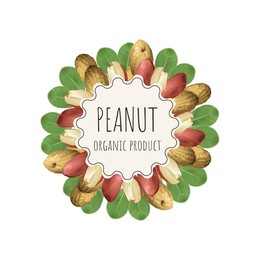 vector peanut label for package. collection with different nuts labels: hazelnut, walnut, pistachio, peanut, brazil nut, cashew, almond. organic and natural food. craft background