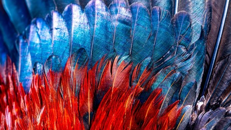 chicken feather or rooster feathers. indian rooster bright color feathers.