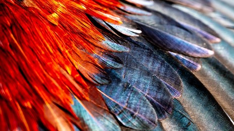 chicken feather or rooster feathers. indian rooster bright color feathers.