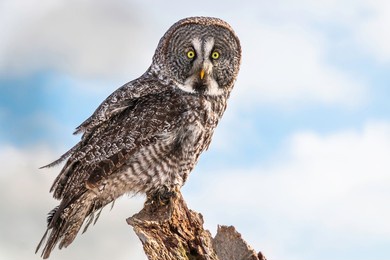 portrait of great grey owl, strix nebulosa perched on a post in winter in canada