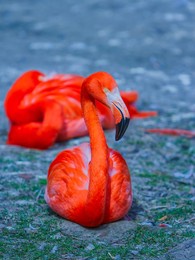 flamingos or flamingoes are a type of wading bird in the family phoenicopteridae, which is the only extant family in the order phoenicopteriformes. there are four flamingo species dis