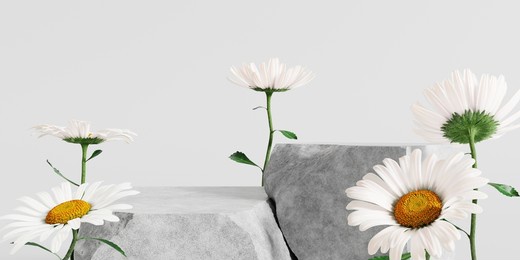 stone podium, cosmetic display stand with daisy blossom flowers on white background. 3d rendering	