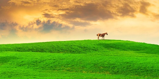 sunset landscape in spring. horse walking in the meadow. rural landscape at sunset. rural landscape in spring season. green grassy highland landscape. minimal photography.