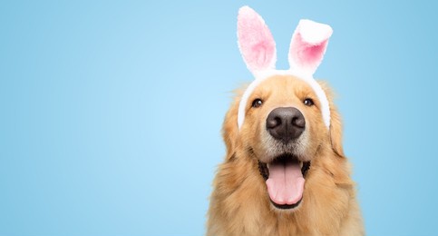 happy golden retriever dog bunny dressed ears rabbit easter holiday on blue background isolated