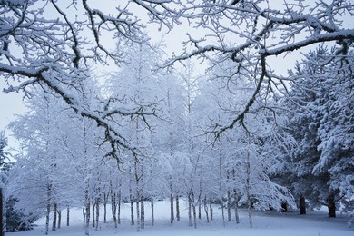 delicate beauty and frost in winter