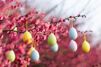 stylish background with colorful easter eggs hanging on blooming plum tree branches outdoor in park or garden