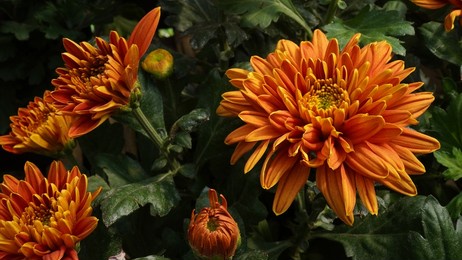 yellow red chrysanthemum flowers growing in the loji flower garden, cipanas, indonesia.                               