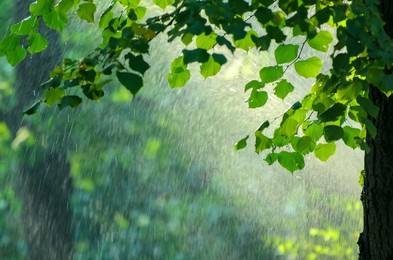 summer rain in lush green forest, with heavy rainfall background. rain in the forest with sun casting warm rays between the trees. abstract natural backgrounds for your design