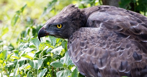 martial eagle close up defending kill in dense scrub