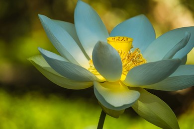 white lotus with yellow pollen on surface of pond, white water lilly blooming in pond