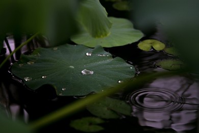 water drops on green lotus leaf and ripples on water surface